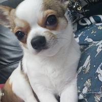Chihuahua per monta