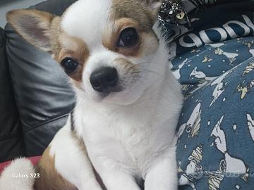 Chihuahua per monta