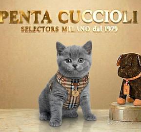 BRITISH SHORTHAIR CUCCIOLI BLU pag dilazionato