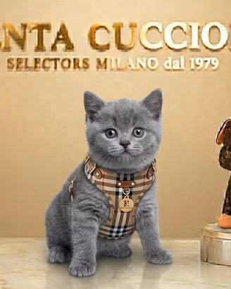 BRITISH SHORTHAIR CUCCIOLI BLU pag dilazionato