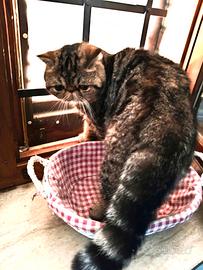 Exotic shorthair