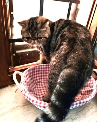 Exotic shorthair