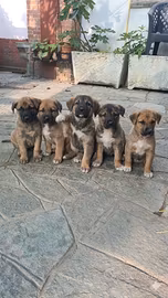 Cuccioli bandog pastore del caucaso/tedesco