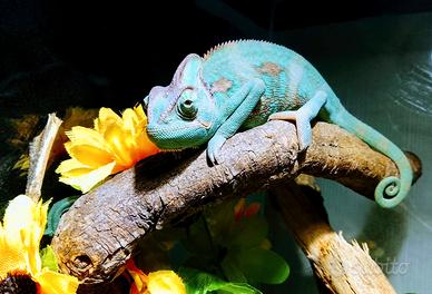 Camaleonte calyptratus