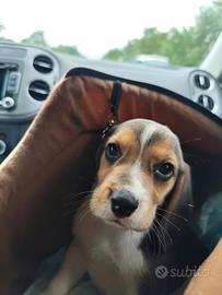 Beagle