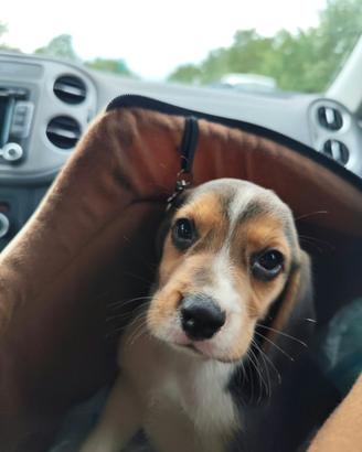 Beagle
