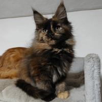 Cuccioli di Maine Coon