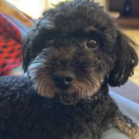 Barboncino nano per monta