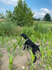 Bracco Tedesco pronta caccia
