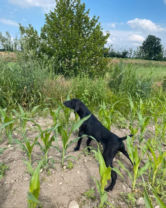 Bracco Tedesco pronta caccia