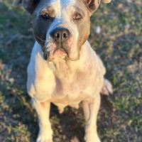Amstaff adozione