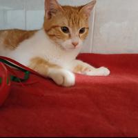 Gatto bianco e rosso 4 mesi