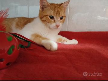 Gatto bianco e rosso 4 mesi