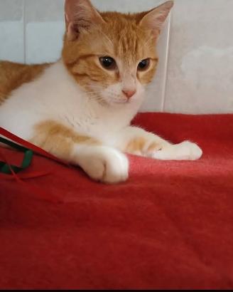Gatto bianco e rosso 4 mesi