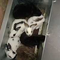 Conigli giganti Papillon