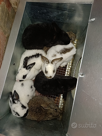 Conigli giganti Papillon