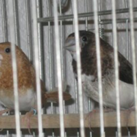 Passeri del giappone