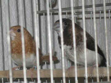 Passeri del giappone