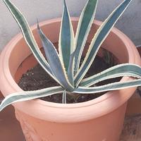 Agave variegata con vaso in resina