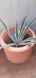 Agave variegata con vaso in resina