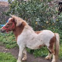 Pony Shetland