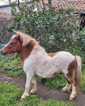 Pony Shetland