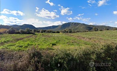PRIVATO- Terreno agricolo Girasole