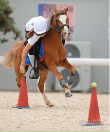 PONY 135 cm per MOUNTED GAMES e passeggiate