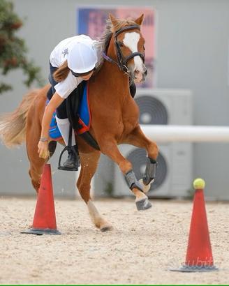 PONY 135 cm per MOUNTED GAMES e passeggiate