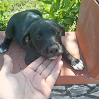 Cane cucciola di circa 2 mesi