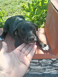 Cane cucciola di circa 2 mesi