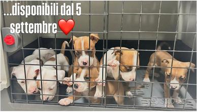 cuccioli Amstaff 