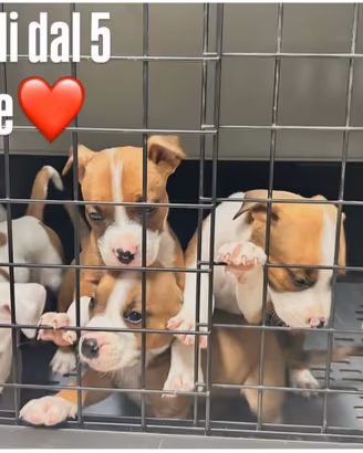 cuccioli Amstaff 