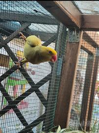parrochetto dall collare 