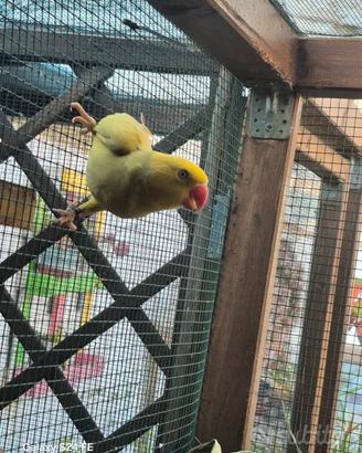 parrochetto dall collare 