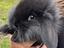Immagine 1