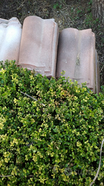 Tegole portoghesi anticate