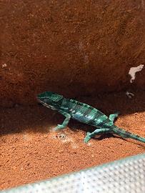 Camaleonte Frucifer Pardalis