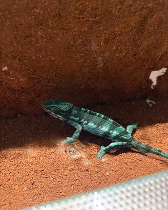 Camaleonte Frucifer Pardalis