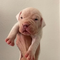 Dogo Argentino