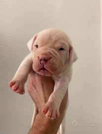 Dogo Argentino