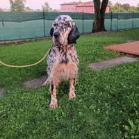 Setter inglese