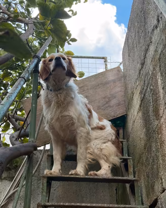 Cane di caccia