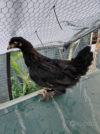 Pulcinotti 30/50 giorni