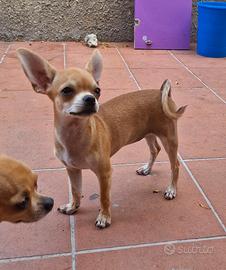 Cucciola di chihuahua