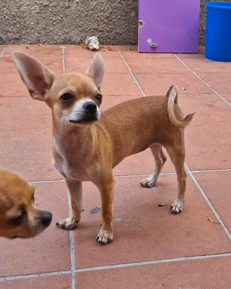 Cucciola di chihuahua