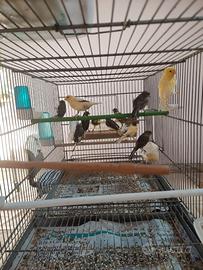 Canarini timbrado portoghese