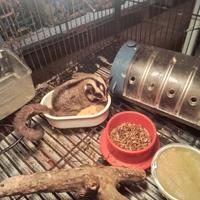 Petauri dello zucchero