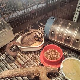 Petauri dello zucchero