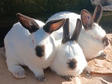 Conigli Californiani